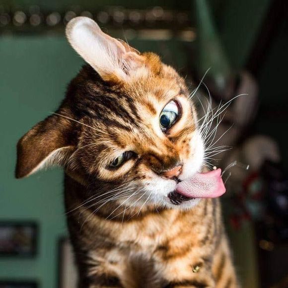 Meet your Posher, Amber - Picture 1 of 1